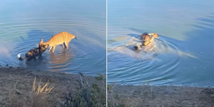 When the wild dog grabbed the deer’s neck, you will be shocked to see what happened next