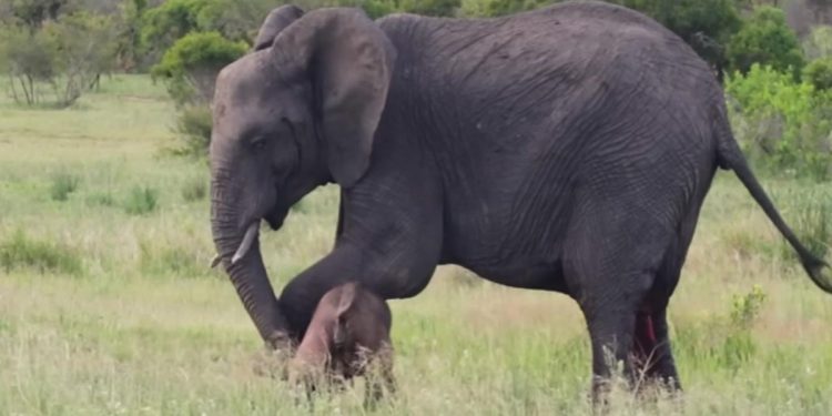 Hathini worked hard to teach her baby to walk, video will surprise you