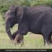 Hathini worked hard to teach her baby to walk, video will surprise you