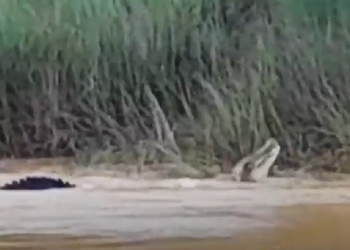 A young woman who was bathing in the river was bitten by a crocodile;  The locals took the video