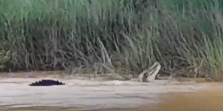 A young woman who was bathing in the river was bitten by a crocodile;  The locals took the video