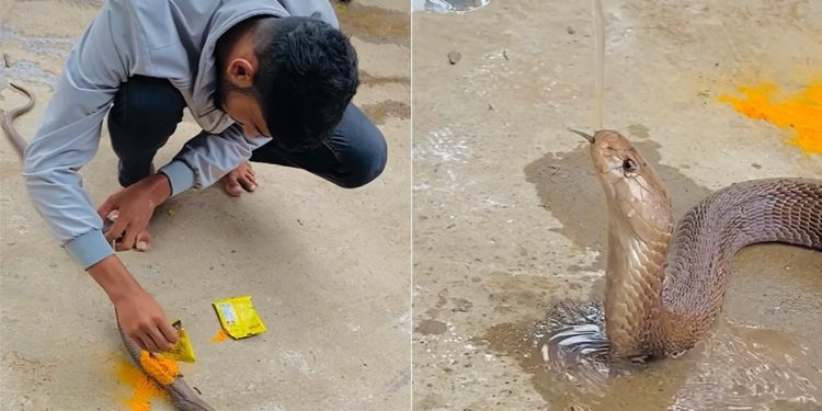 Water was given to a badly injured snake after treating it indigenously, more than 10 million people have seen the video