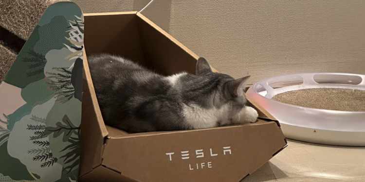 Tesla, Musk’s latest novelty is a cardboard cat house