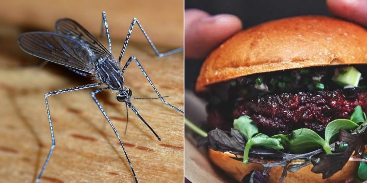 People eat mosquito burgers with great enthusiasm, one tikki is made from 5 lakh mosquitoes, the video will surprise you